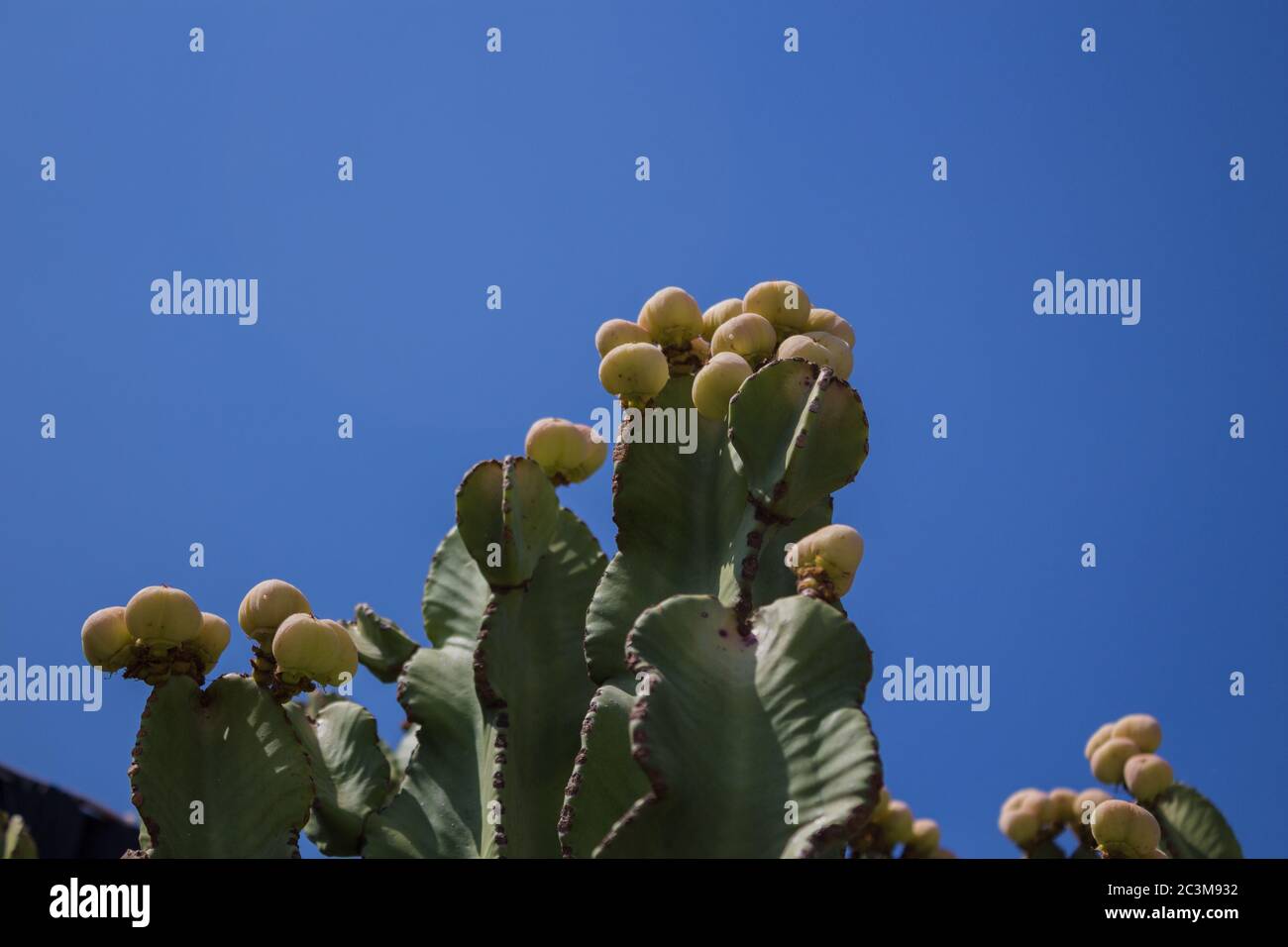 Mediterraner Kaktus im Cape Greco Nationalpark, Zypern. Stockfoto