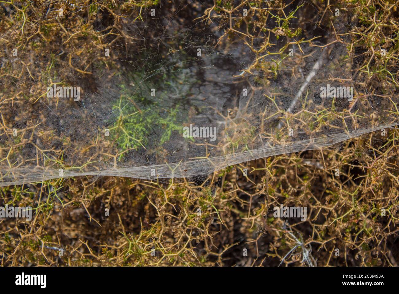 Spinnennetz auf den mediterranen Kräutern. Cape Greco Nationalpark, Zypern. Stockfoto