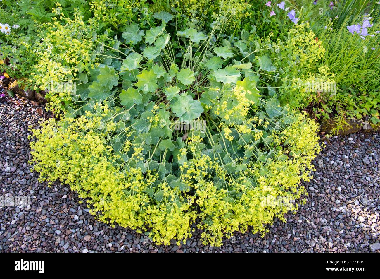 Alchemilla Mollis (Damenmantel) Pflanze und Blumen floppten über auf Kieseinfahrt Weg nach starkem Regen, Sommer, Schottland, Großbritannien Stockfoto