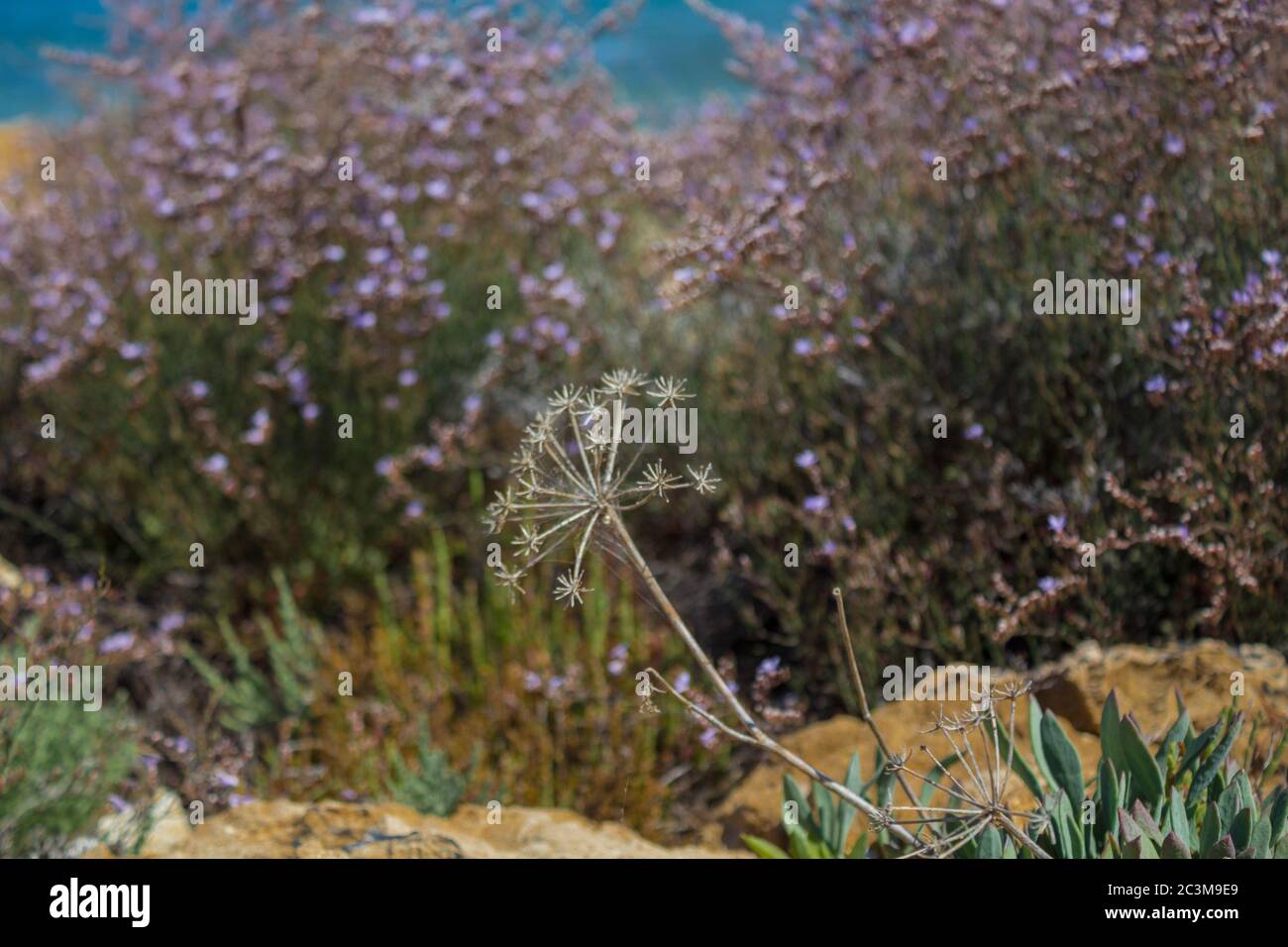 Mediterrane Kräuter an der Küste. Protaras, Zypern. Stockfoto