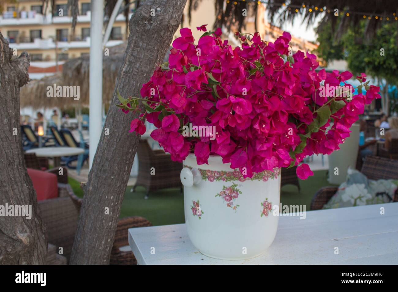 Rote Bougainvillea Blumen in der Vase. Stockfoto