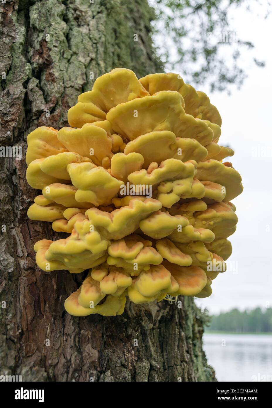 Sommer Natur Bild mit Laetiporus sulfureus - Arten von Bracketpilz (Pilze, die auf Bäumen wachsen), Schwefel Regal oder Hühnerpilz Stockfoto