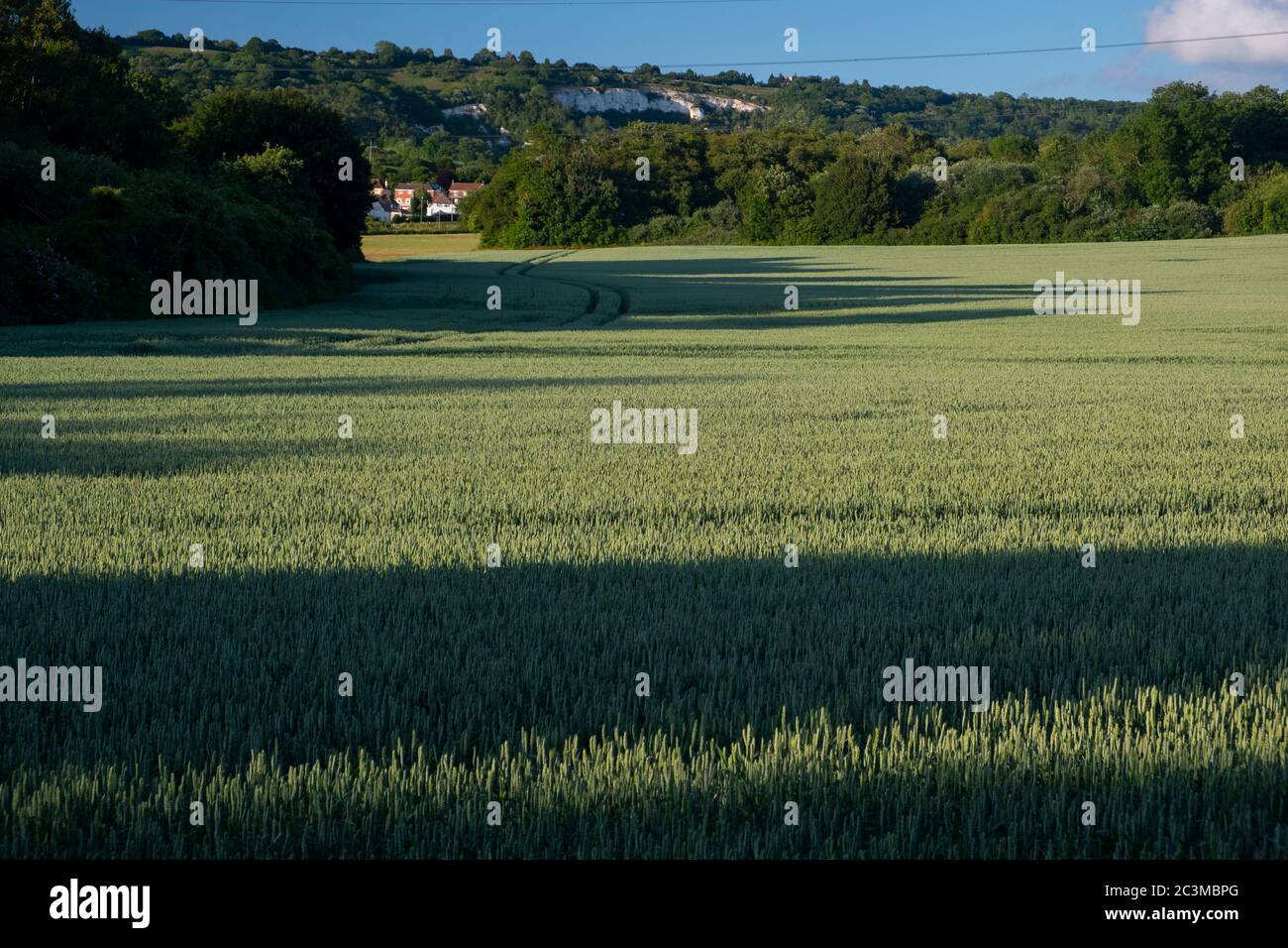 Junger grüner Mais in einem Kent-Feld, Juni 2020, England, Großbritannien Stockfoto