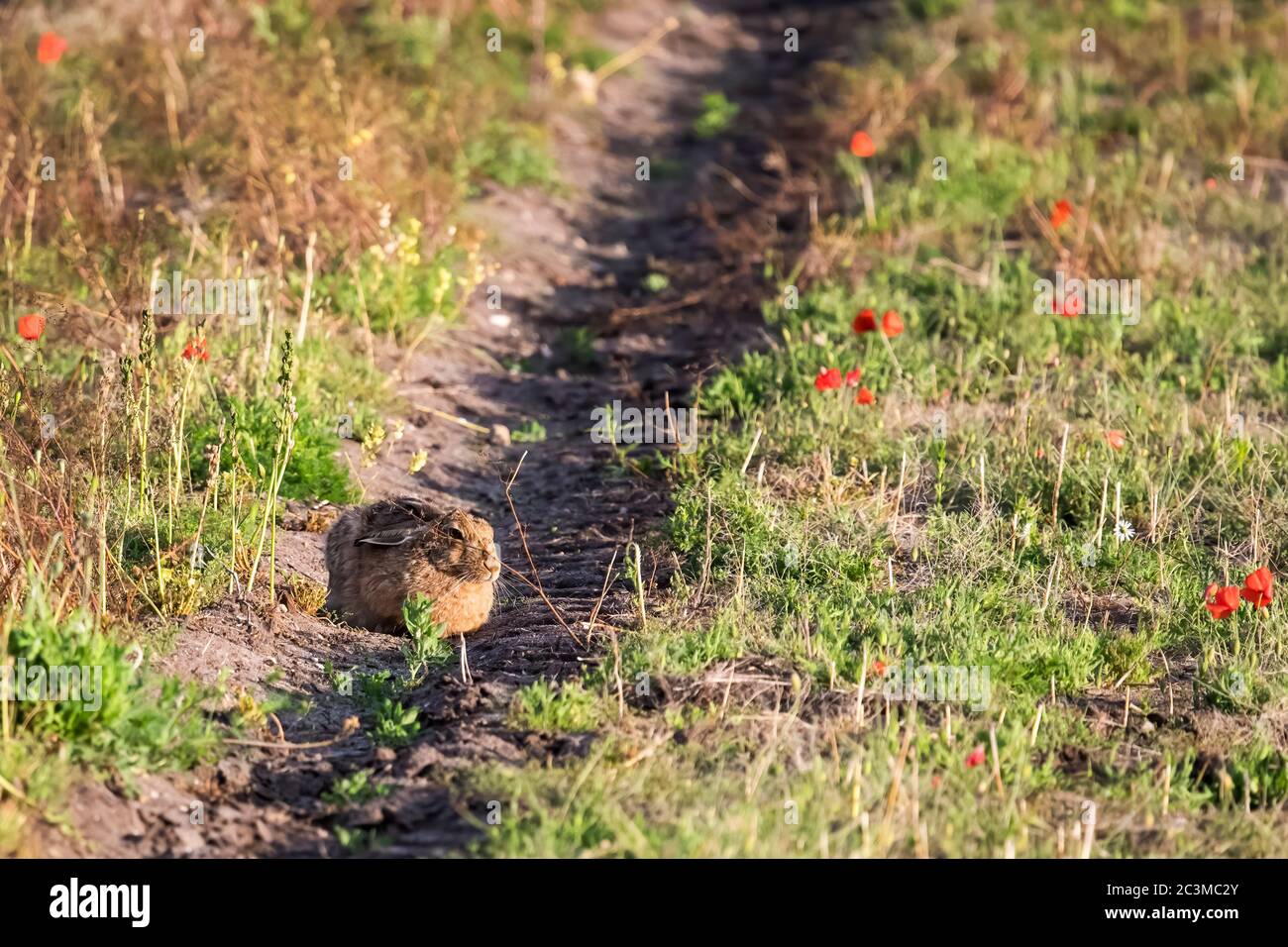 Europäischer Hase, Lepus europaeus, sitzt in der Sonne auf einem Norfolk-Feld. Stockfoto