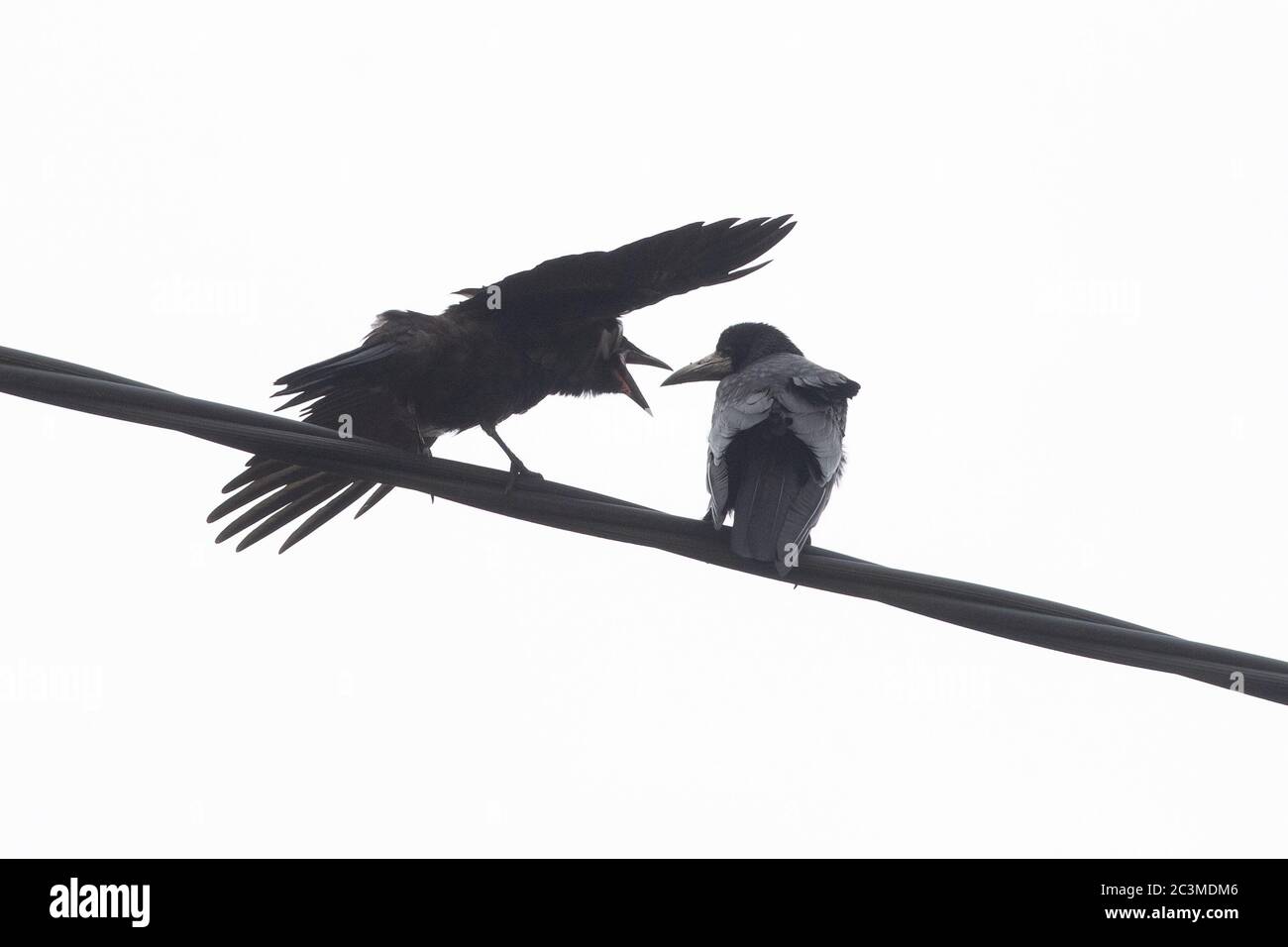 Junger Rook (corvus frugilegus) auf Telegrafendraht belästigen für Lebensmittel von Eltern - Großbritannien Stockfoto