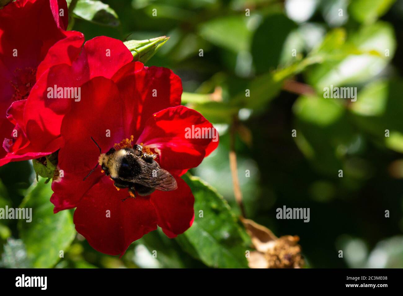 Eine Hummel auf der Suche nach Pollen auf einer roten Rose. Stockfoto
