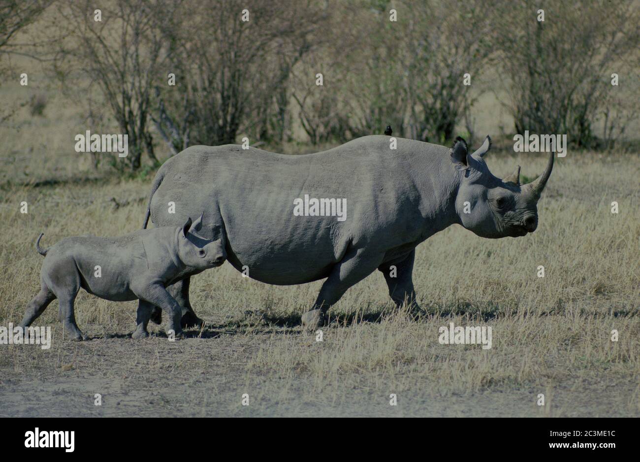 Weibliche schwarze Nashorn und Kalb (Diceros bicornis) im Masai Mara Nationalpark, Kenia. Stockfoto