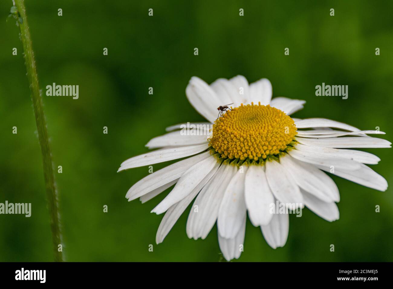 Eine Nahaufnahme eines kleinen Insekts auf einer großen Gänseblümchen mit grünem Hintergrund Stockfoto