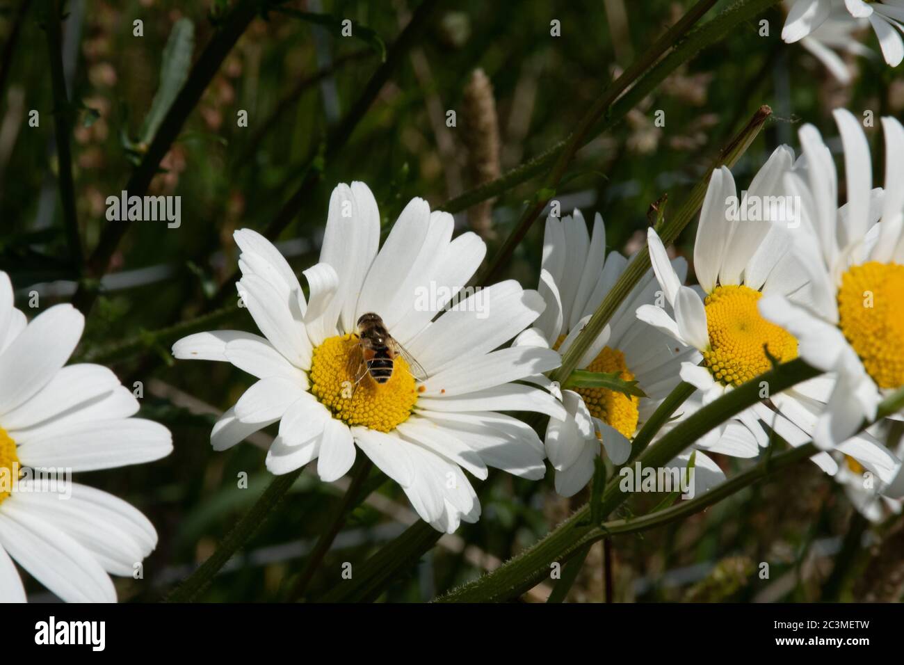 Eine Nahaufnahme einer Biene auf einer Gänseblümchen-Blume auf einer Wiese. Stockfoto