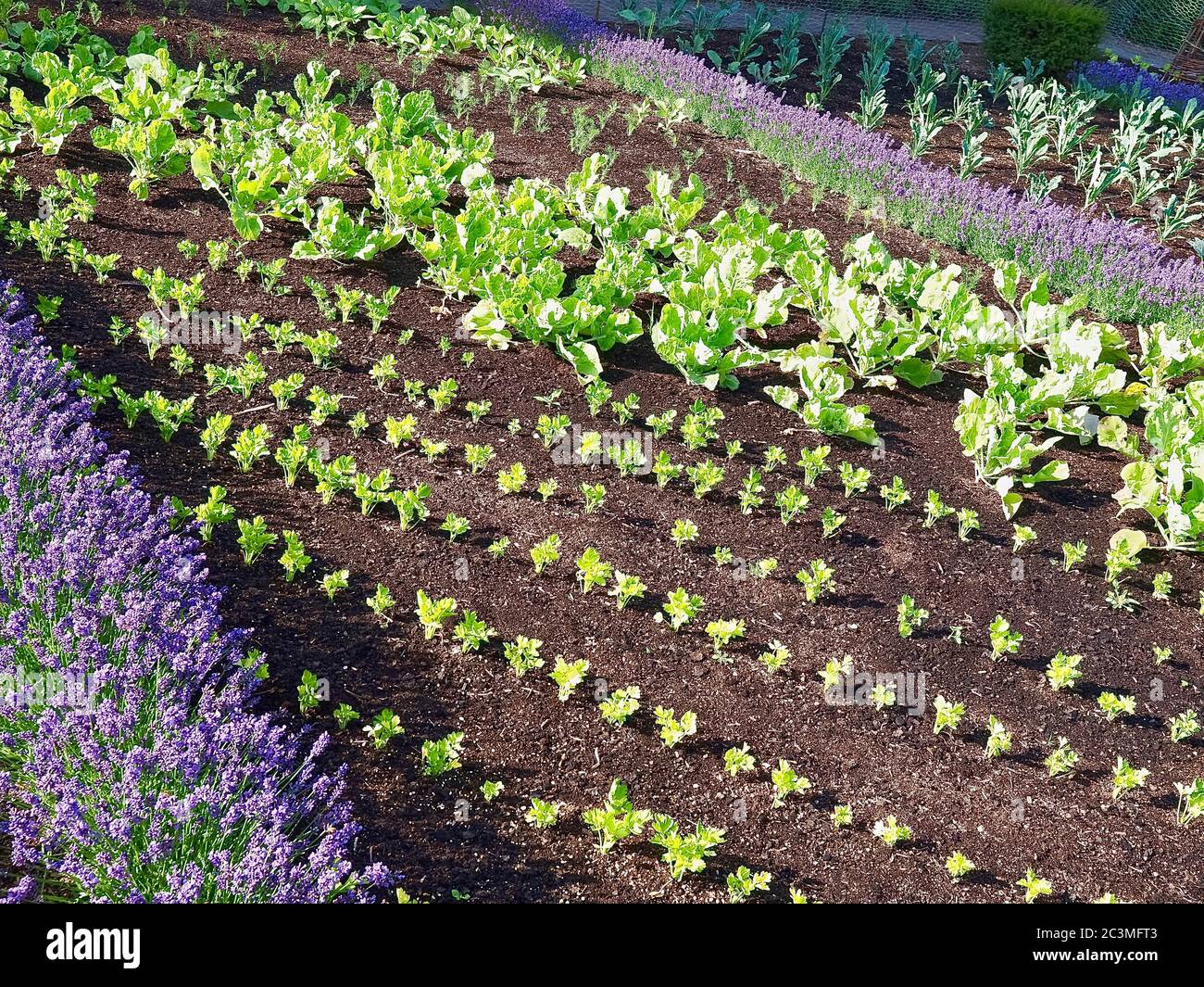 Gemüsegarten mit Kohlrabi Pflanzen und Lavendelblüten Stockfoto