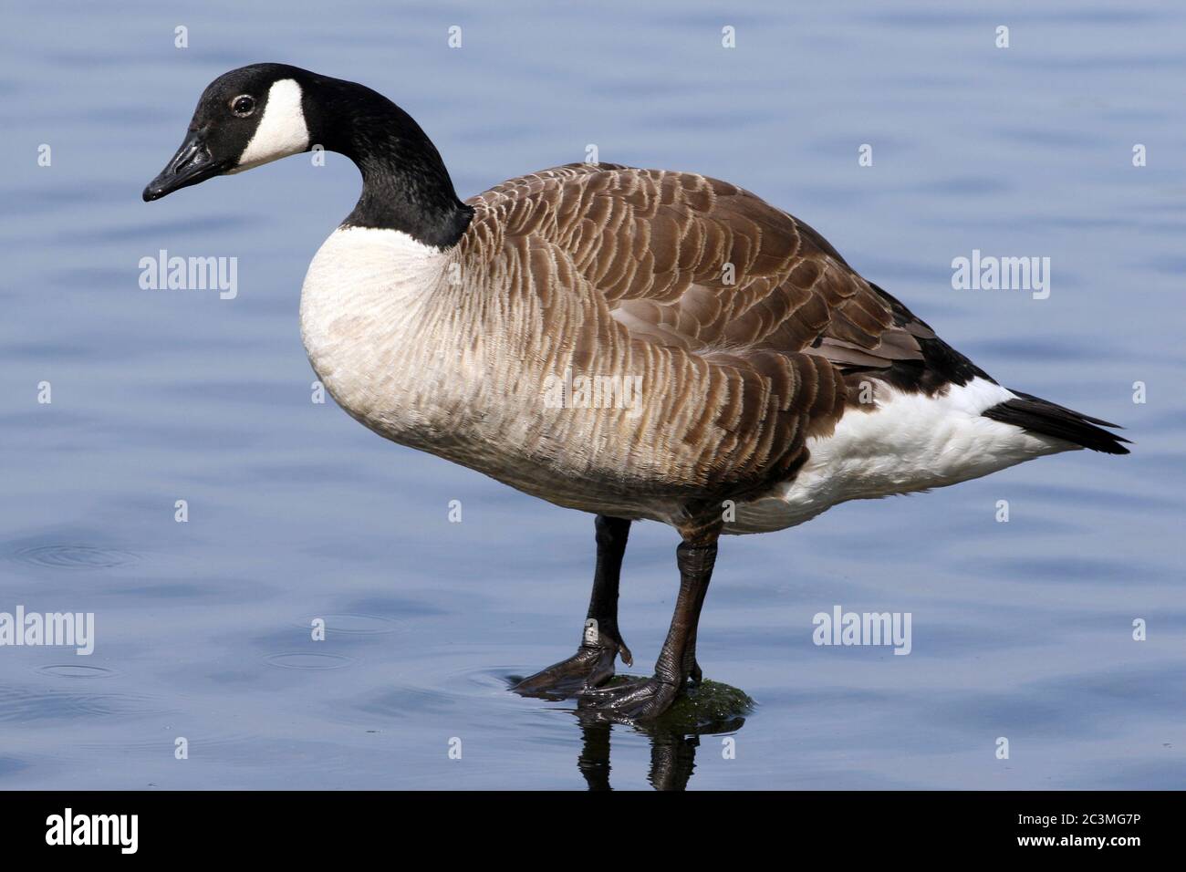 Kanadagans (Branta Canadensis) Stockfoto