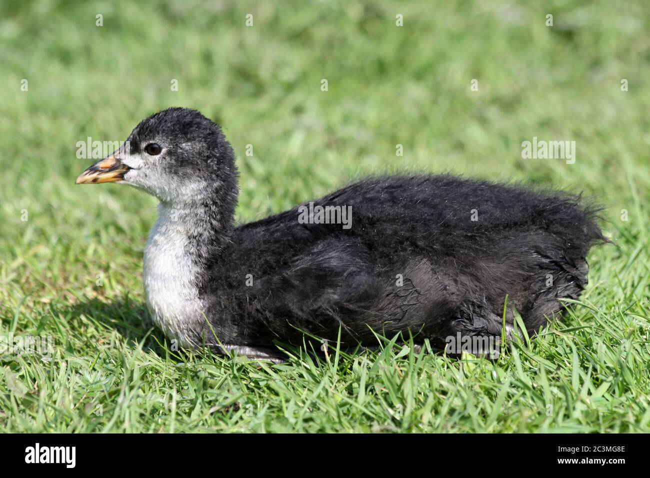 Eurasischer Moos (Fulica atra) - juvenille Stockfoto