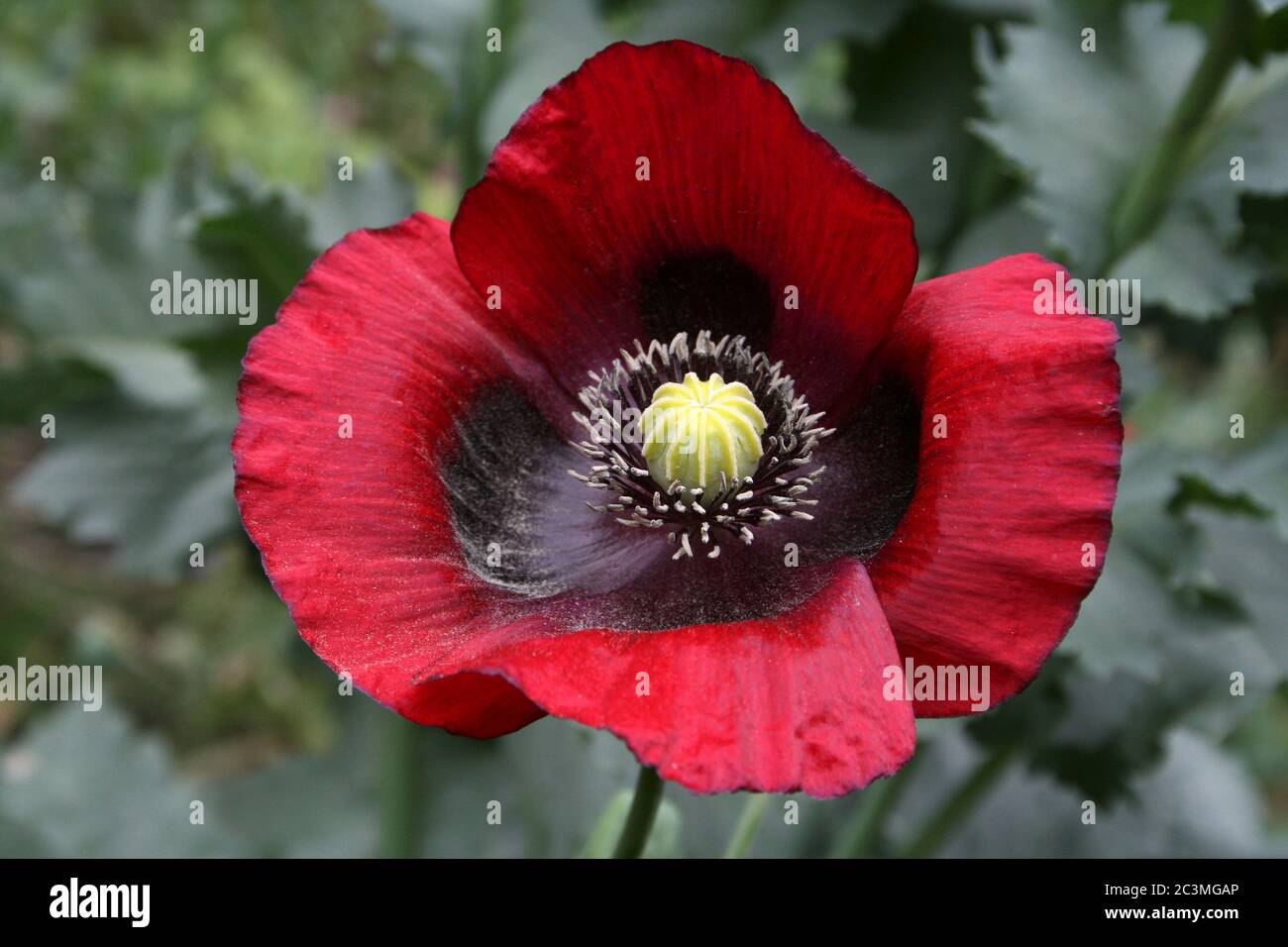 Orientalische Mohn Papaver orientale Stockfoto