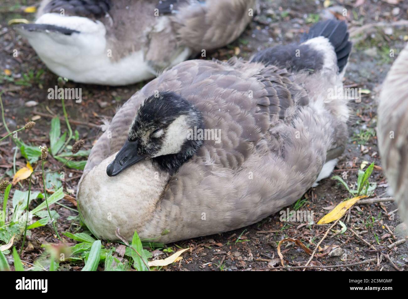 Kanada Gänseküken/Jungtiere mit meist erwachsenen Markierungen und Federn, die am Ufer schlafen Stockfoto