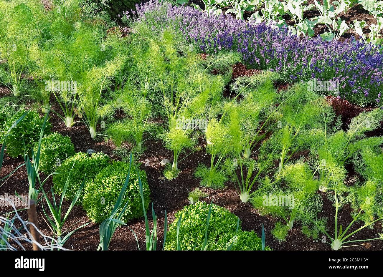 Gemüsegarten mit Kohlrabi Pflanzen und Lavendelblüten Stockfoto