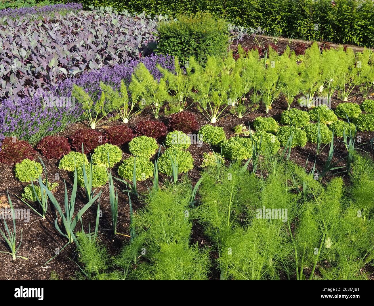 Gemüsegarten mit Kohlrabi Pflanzen und Lavendelblüten Stockfoto