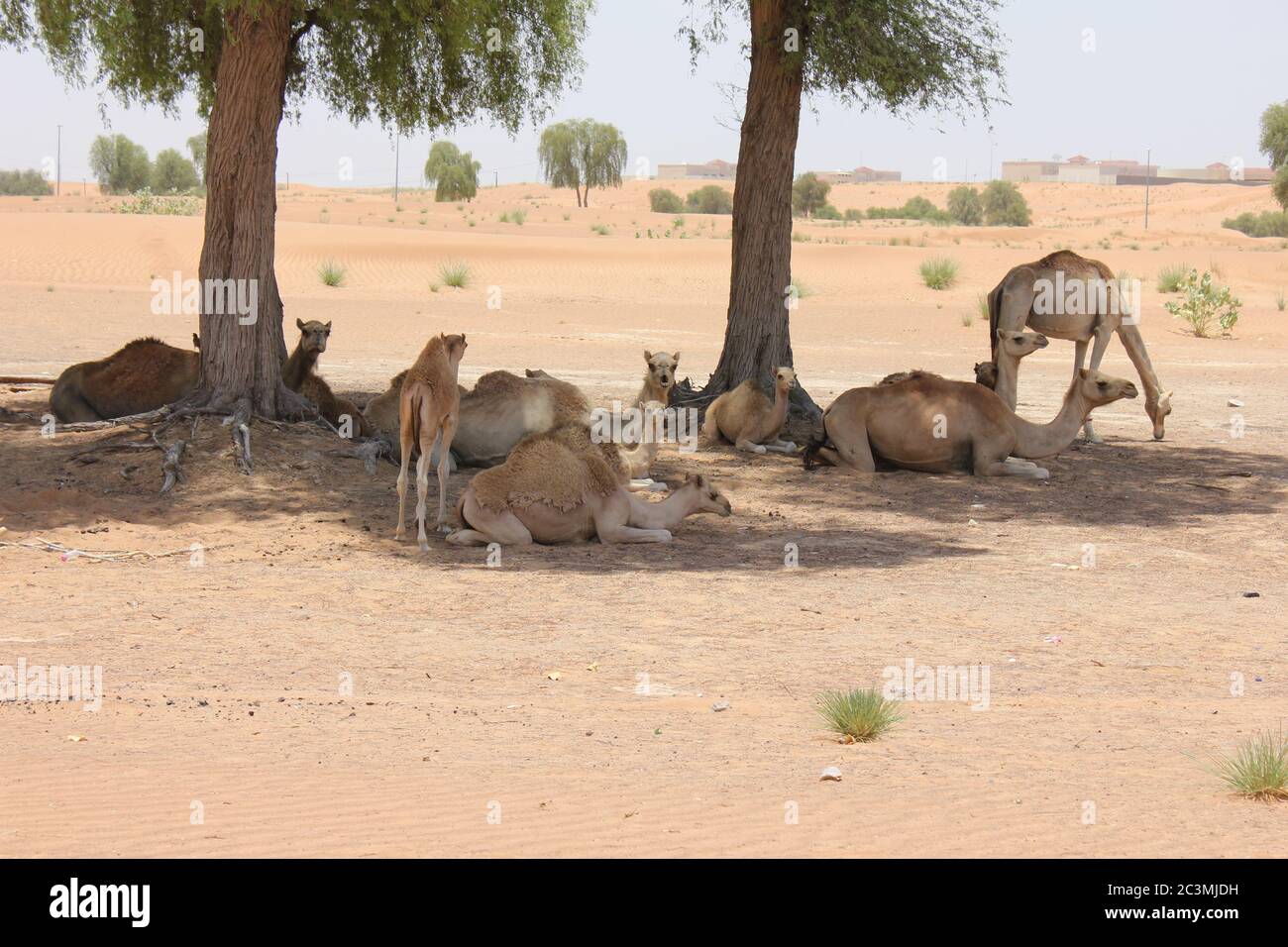 Kamele Schwanz Stockfotos Und Bilder Kaufen Alamy