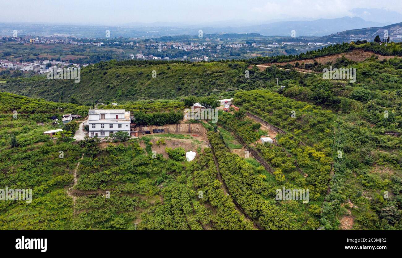 (200621) -- ANKANG, 21. Juni 2020 (Xinhua) -- Luftaufnahme vom 19. Juni 2020 zeigt einen Blick auf einen Pfirsichgarten im Dorf Wenhua im Bezirk Hanbin der Stadt Ankang, nordwestlich von Shaanxi, Provinz China, 19. Juni 2020. Um die Armut zu überwinden, verlegte Li Zengyi, ein Dorfbewohner im Dorf Wenhua der Stadt Ankang, 1997 seine Familie, einschließlich seiner siebenjährigen behinderten Tochter, in ein provisorisch geführtes Haus auf einem Berg, um Pfirsiche zu kultivieren. Li Wei, der ältere Sohn von Li Zengyi, ging nach dem Abschluss der Mittelschule zur Arbeit in der südchinesischen Provinz Guangdong, um die Familie zu unterstützen. Li Peng, der y Stockfoto