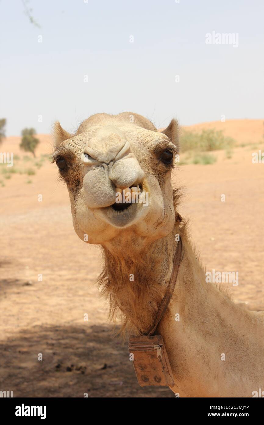 Kamele Schwanz Stockfotos Und Bilder Kaufen Alamy