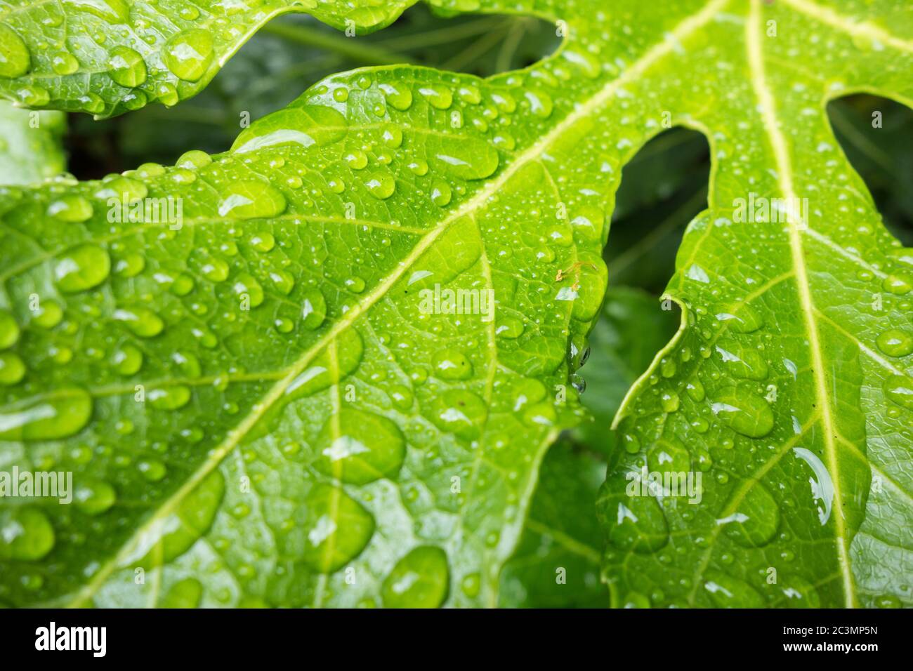 Nahaufnahme von Wassertropfen auf ledrigen grünen Blättern einer Fatsia Japonica oder Paperplant Stockfoto