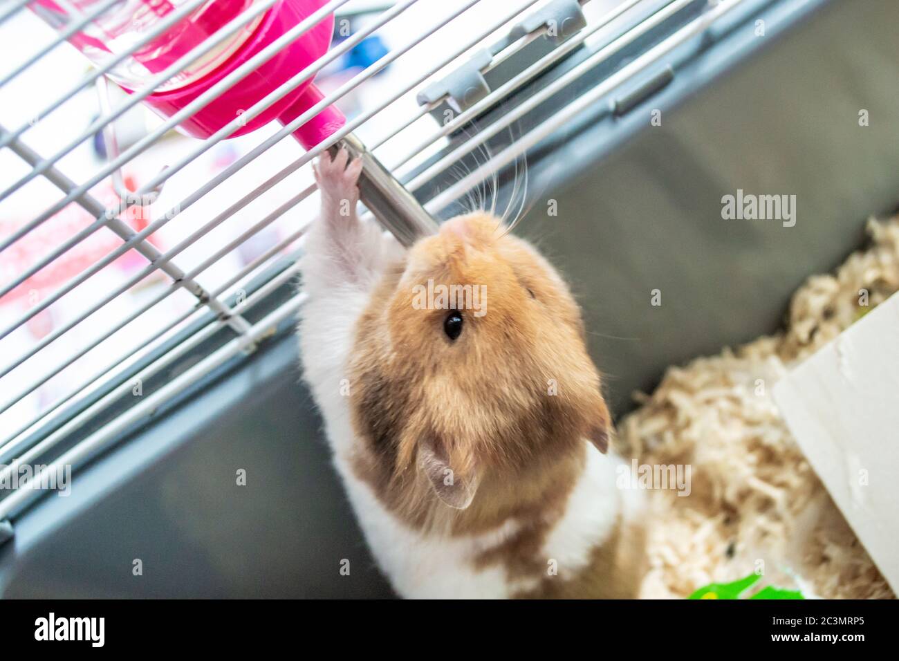 Syrischer Hamster aus Wasserflasche trinken Stockfotografie - Alamy