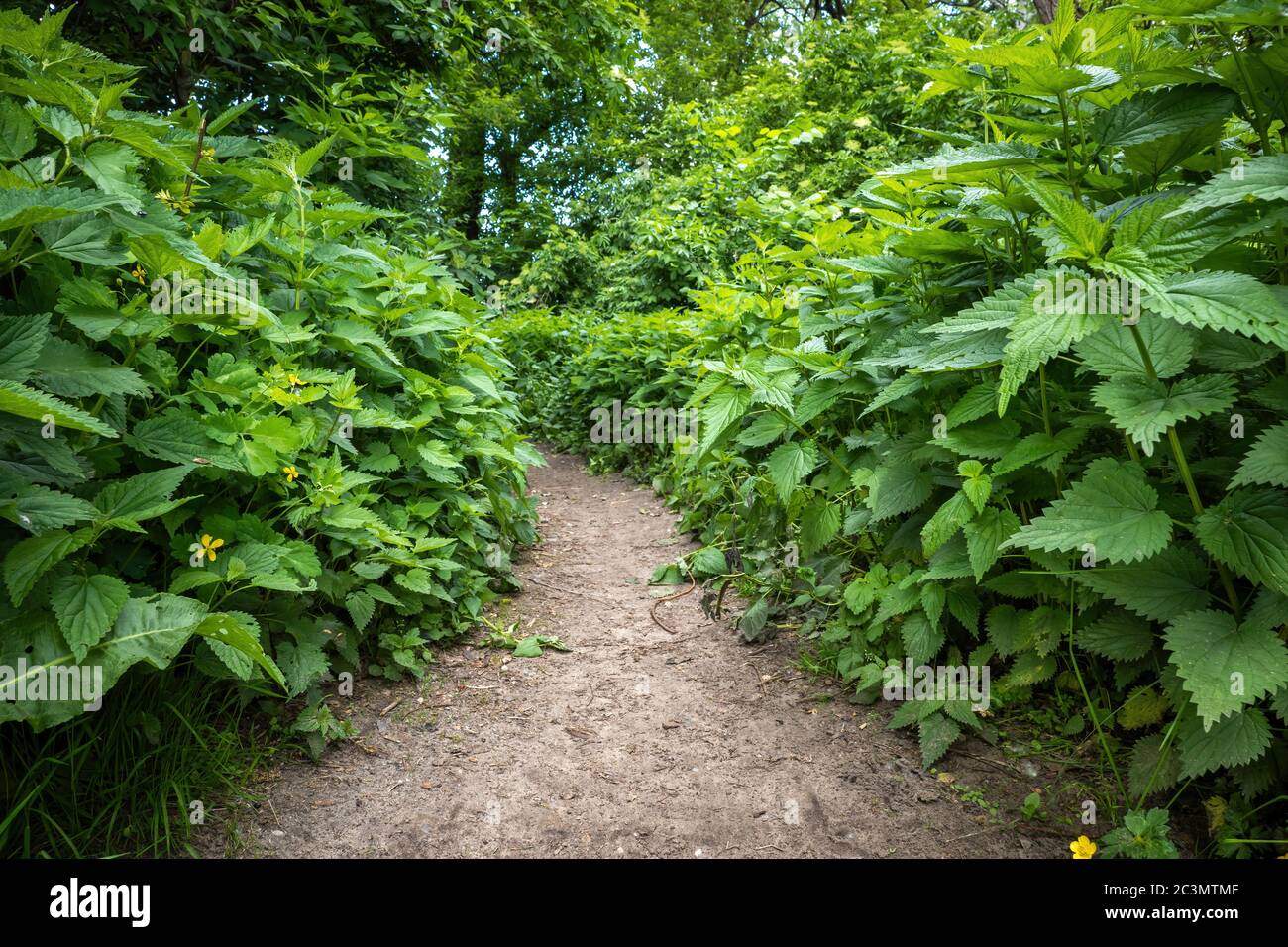 Fußweg im Wald umgeben von Brennnesselpflanzen Urtica dioica üppige Vegetation Stockfoto