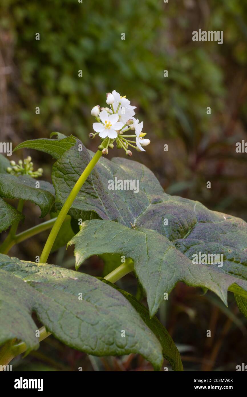 Über den großen Blättern steht ein kleiner Kopf aus weißen Blüten der Diphylleia cymosa Stockfoto Über den großen Blättern steht ein kleiner Kopf aus weißen Blüten der Diphylleia cymosa Stockfoto