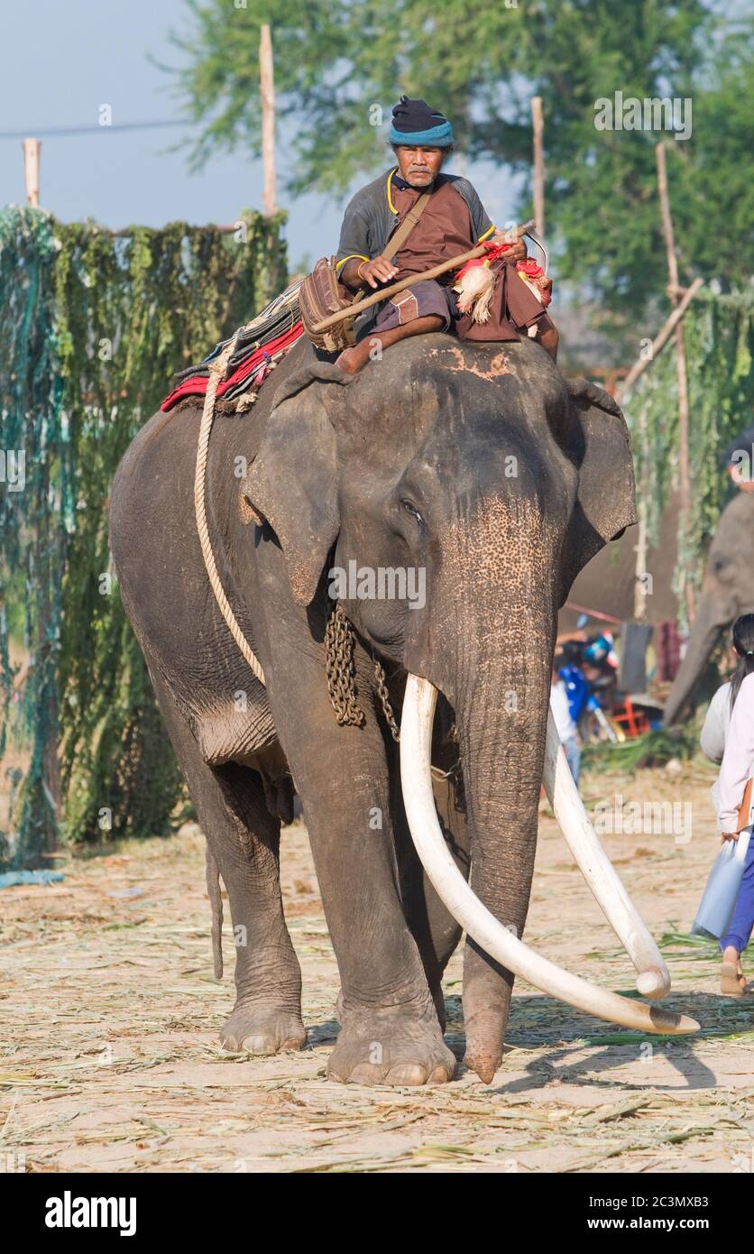 SURIN - NOVEMBER 21: Mahout auf einem Elefanten mit langen Stoßzähnen während der jährlichen Elefantenroundup am 21. November 2010 in Surin, Thailand. Stockfoto