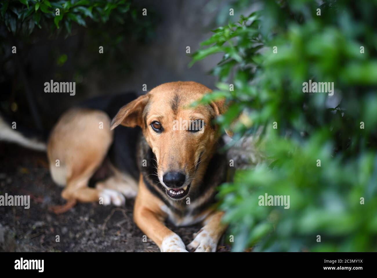 Ein brauner und schwarzer Hund, der an einem sonnigen heißen Tag unter dem grünen Busch ruht. Stockfoto