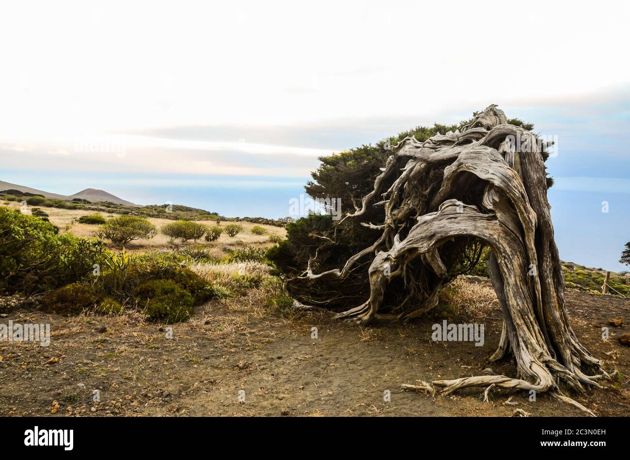 Knorrige Wacholder geprägt durch den Wind bei El Sabinar, Insel El Hierro Stockfoto