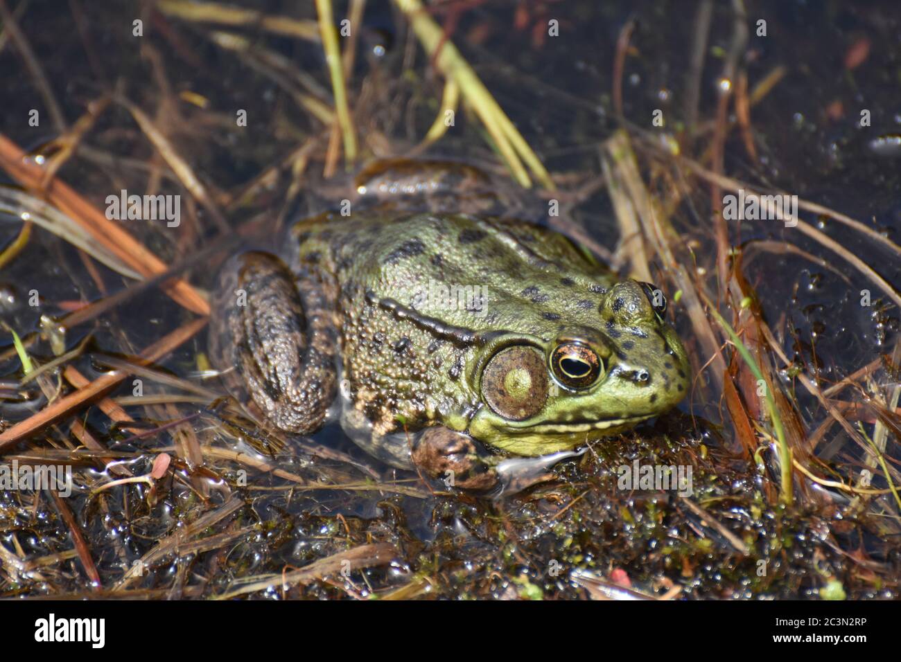 Klumpige Haut auf den Hinterbeinen eines großen Frosches in einem Sumpf. Stockfoto