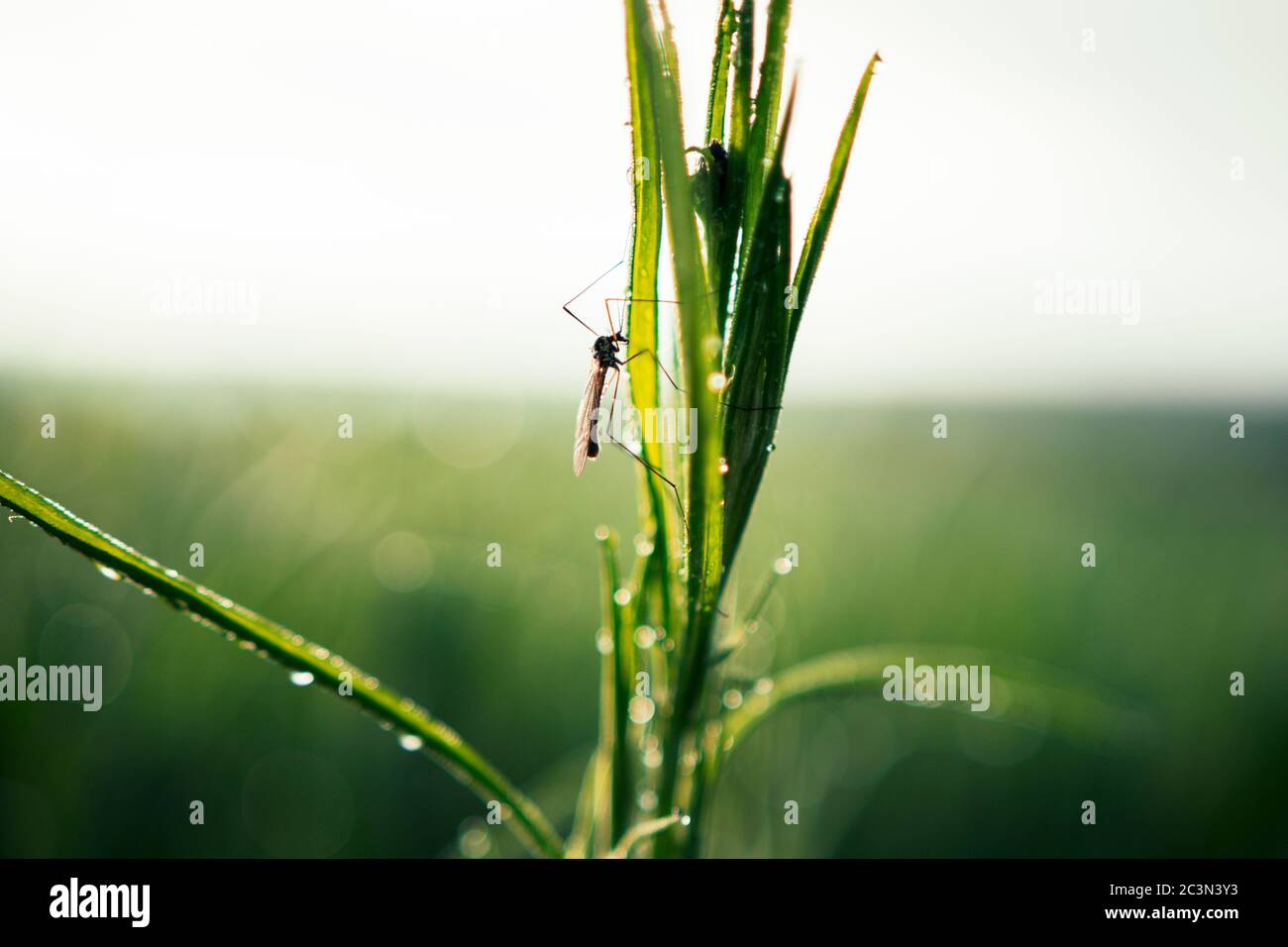 Nahaufnahme von Fliegeninsekt mit langen Beinen auf sattem grünen Gras mit Wassertau Tropfen sitzen Stockfoto