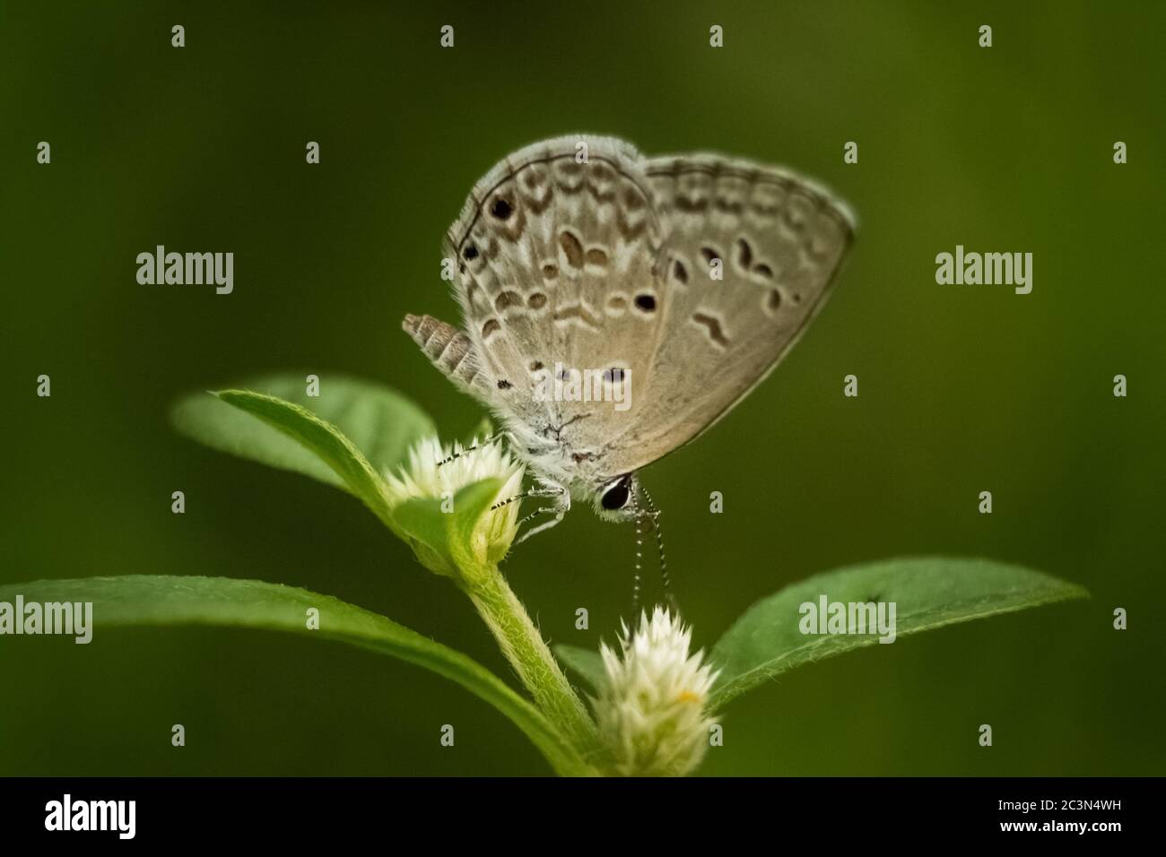 Schöne Schmetterling auf der Blume und saugen Honig - Selektive Fokus der Schmetterling Augen Makro-Fotografie Stockfoto