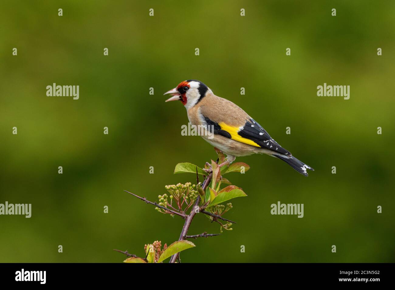 Europäische Goldfinch Zuchtjahr Zuchtjahr Stockfoto