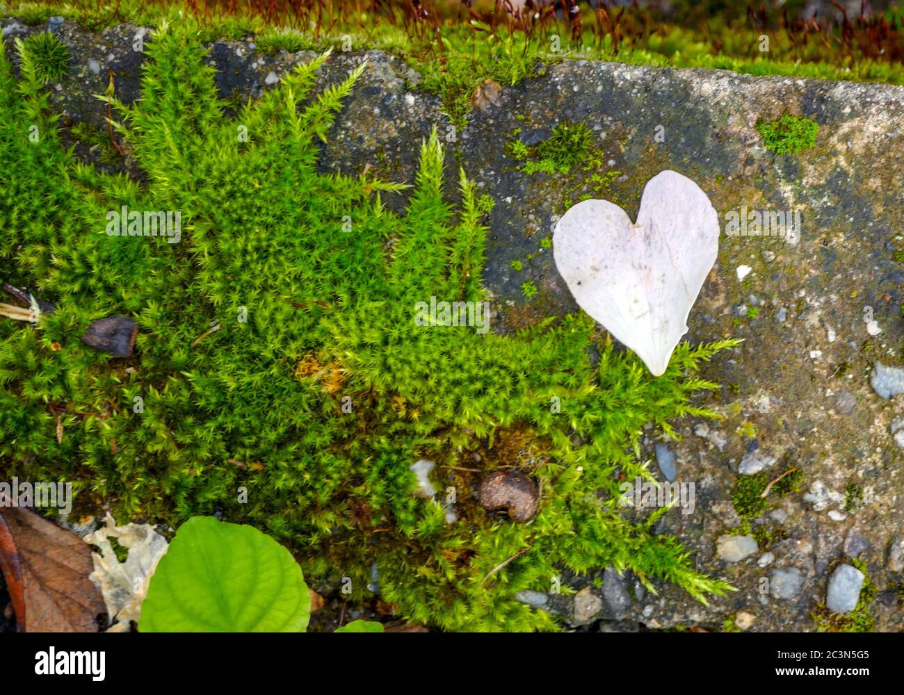 Rosenblüten bilden Herzformen auf dem Boden, Ariege, Frankreich Stockfoto