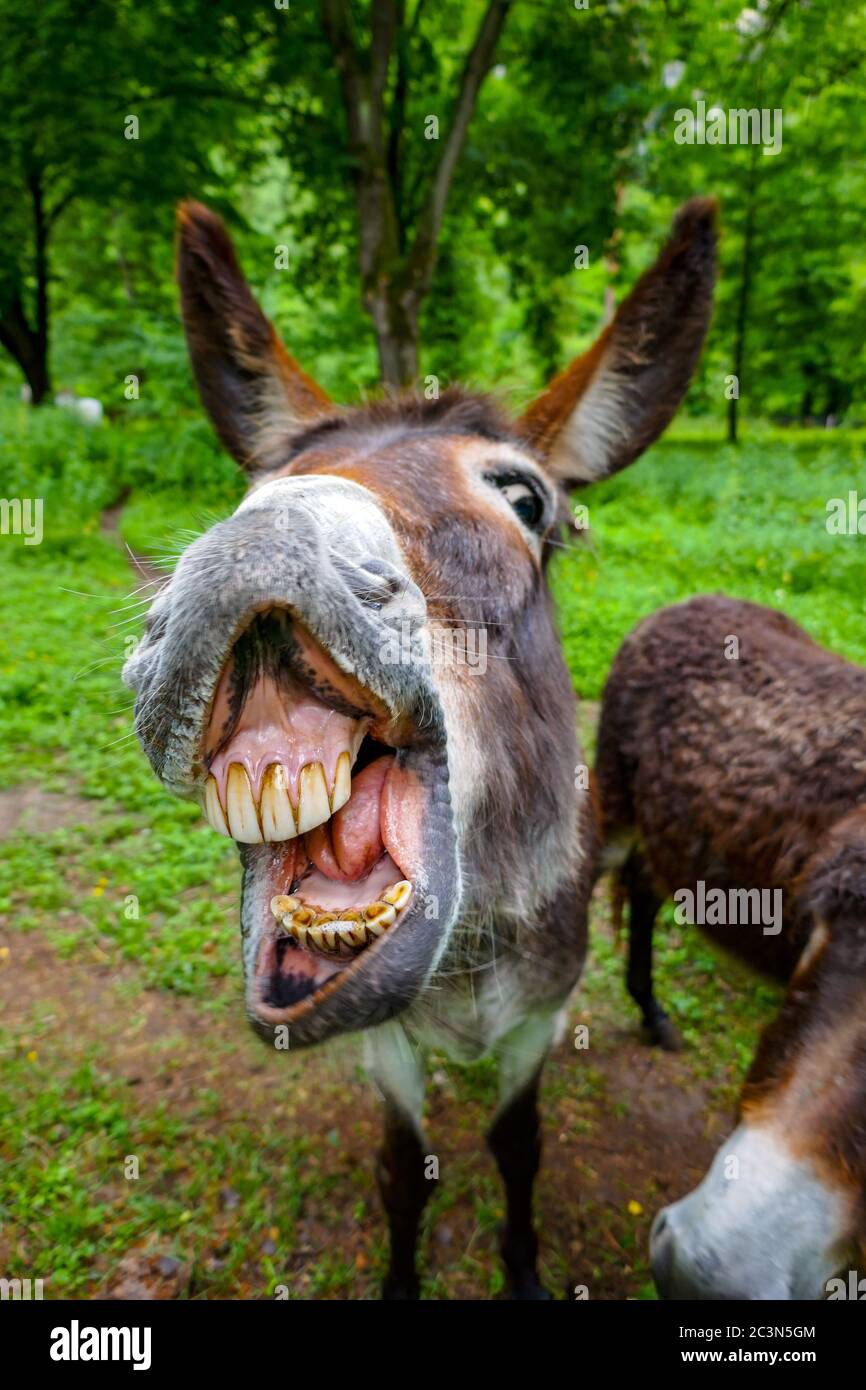 Nahaufnahme des Eselskopfes mit offenem Mund und offenen Zähnen Stockfoto