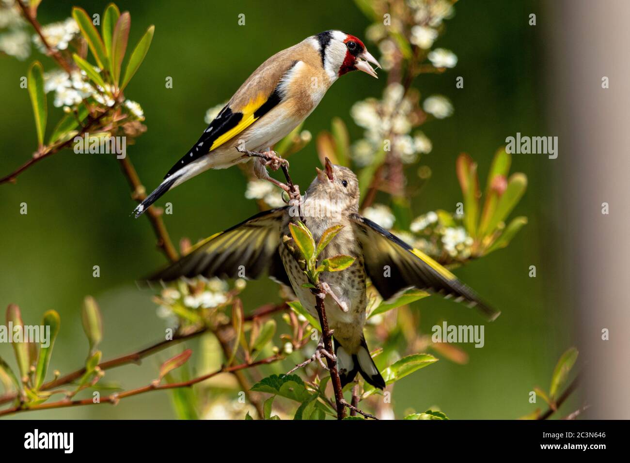 Europäischer Goldfink Carduelis caeduelis Stockfoto