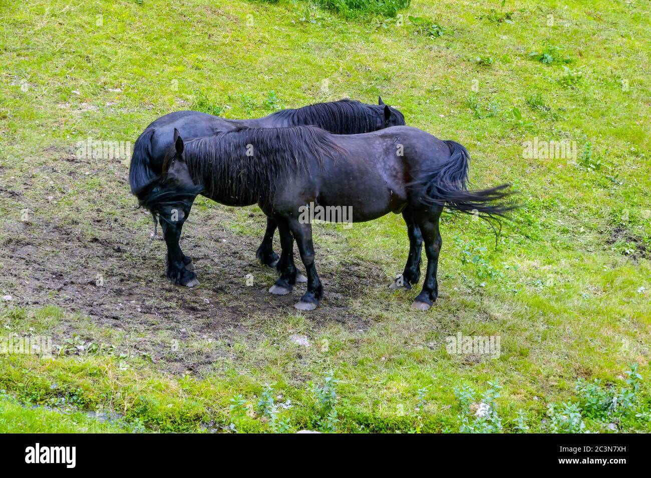 Zwei schwarze Pferde, im Val Merens, Merens Pferde, stehen Nase an Schwanz, um Fliegen fernzuhalten. Stockfoto