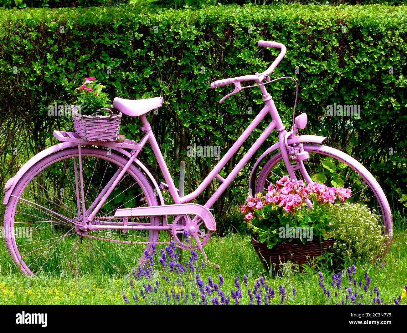 Retro alte rosa Frau Fahrrad im Sommergarten mit Blumentopf Korb gemalt. Üppig grüne Hecke Hintergrund. Sommerszene. Landschaftsgestaltung Konzept Stockfoto