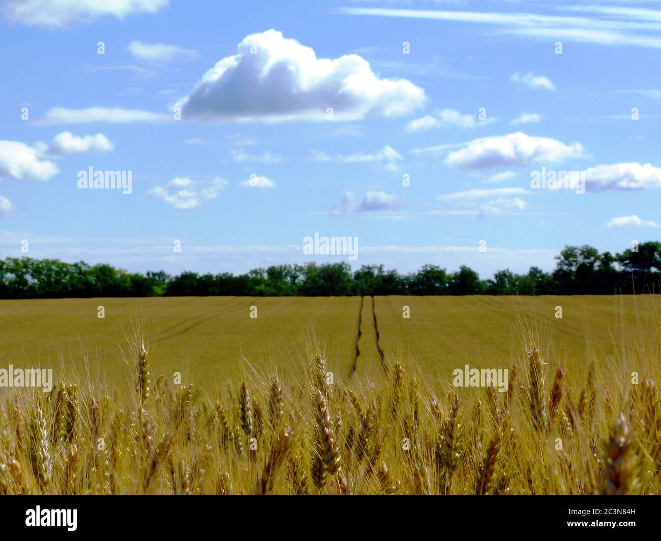 Weicher Hintergrund von goldgelben Weizenfeld Nahaufnahme. Ernte Ohren unter hellblauem Himmel und weißen Wolken. Landwirtschaft und Lebensmittelproduktion Konzept. Stockfoto