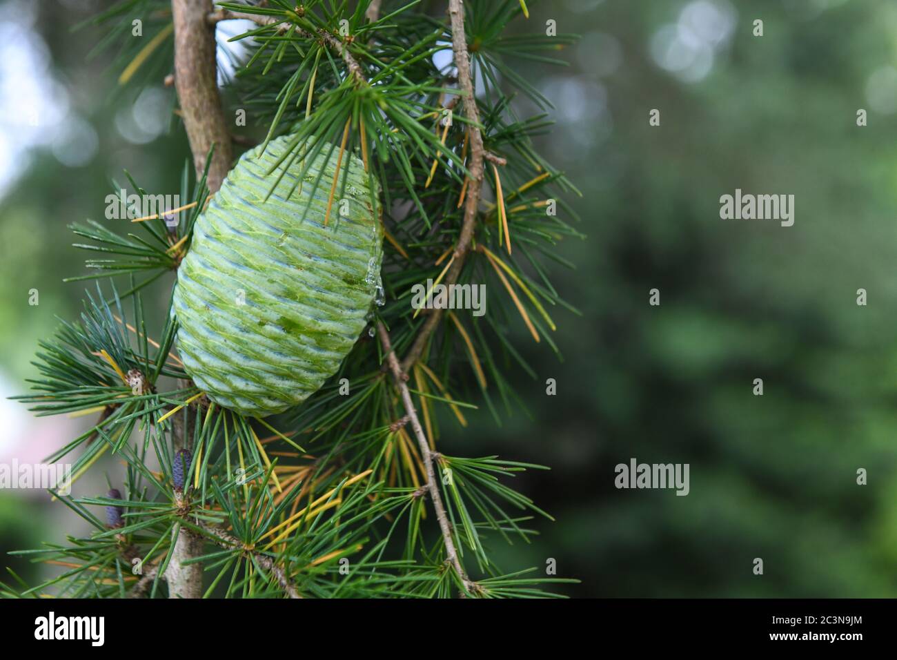 Grüner Tannenzapfen im Sommer auf Altas Zedernholz evegrüne Nadelbaum - Kiefer & Reifekrone - Pinophyta - grüner Strobilus pinecones - Cedrus atlantica Stockfoto