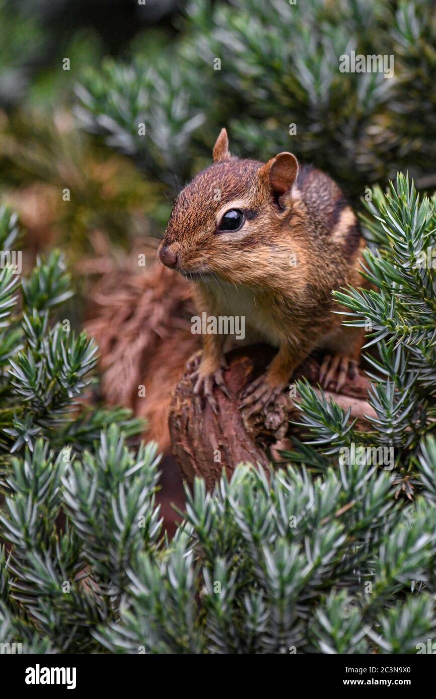Chipmunk Nahaufnahme - Tamias striatus in einem immergrünen Strauch - Cute Eastern Chipmunk pokes seinen Kopf und Körper aus Ein Gartenstrauch aus nächster Nähe Stockfoto
