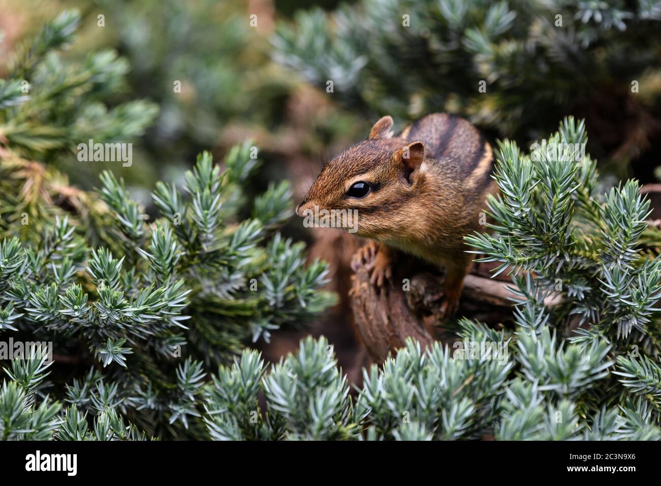 Chipmunk Nahaufnahme - Tamias striatus in einem immergrünen Strauch - Cute Eastern Chipmunk pokes seinen Kopf und Körper aus Ein Gartenstrauch aus nächster Nähe Stockfoto
