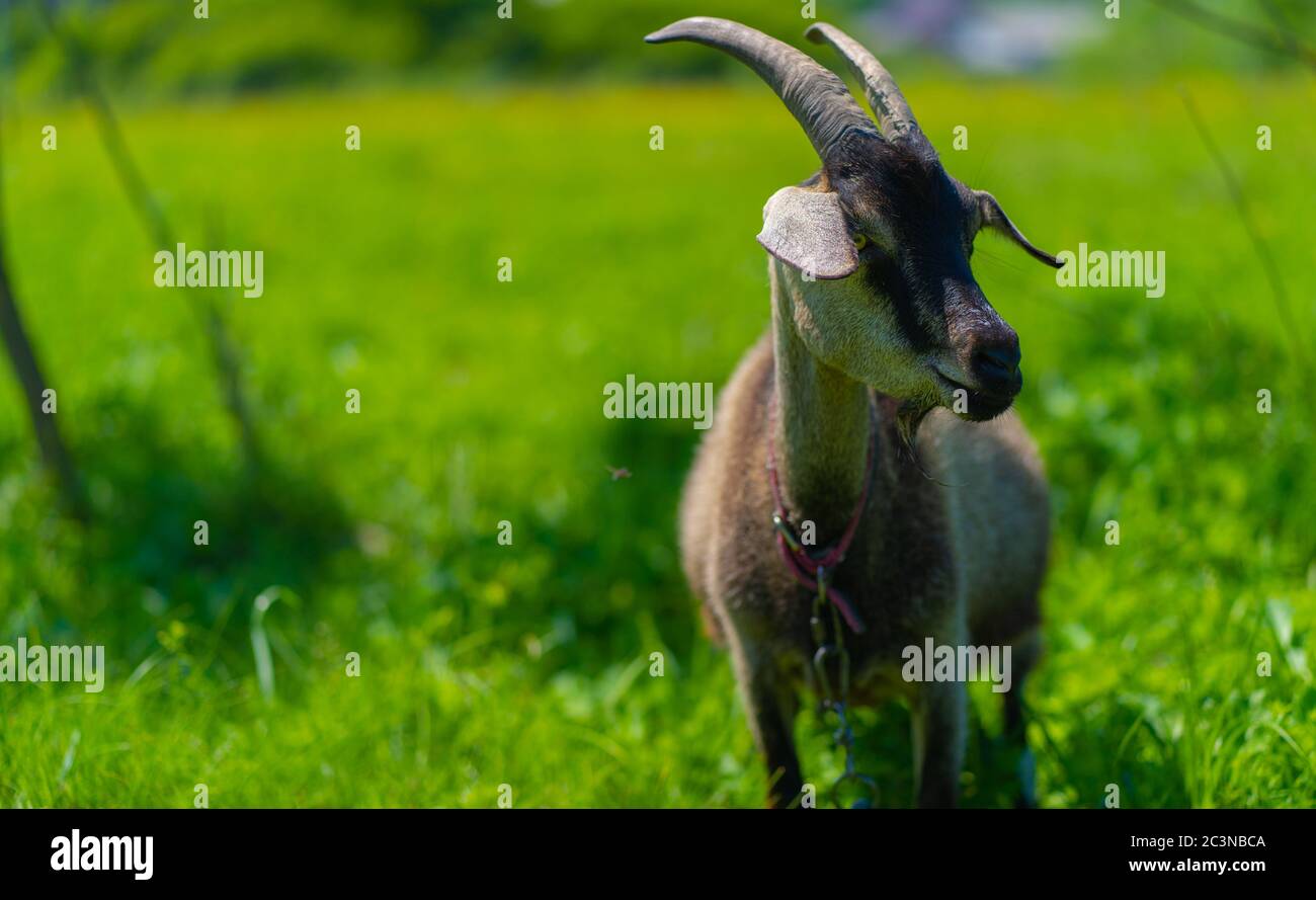 Nahaufnahme der erwachsenen Ziege grasen in grünen Wiese. Stockfoto