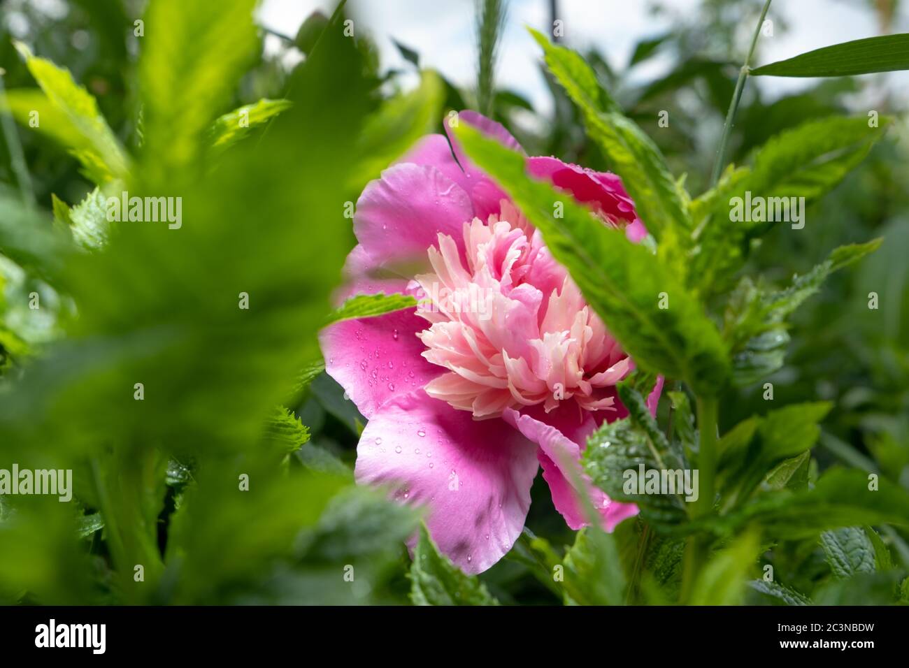 Rosa Blume im Garten. Rosa Blumen Pfingstrosen Blüte auf Hintergrund rosa Pfingstrosen. Pfingstrosen Garten. Stockfoto