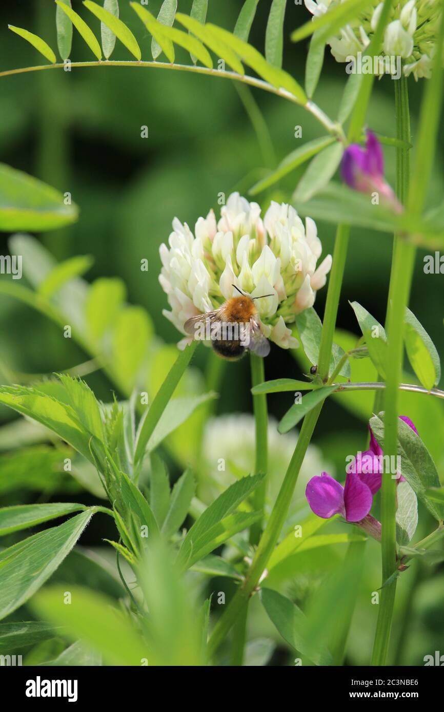 Vertikale Aufnahme einer Biene, die auf einem weißen holländer sitzt Kleeblatt Stockfoto