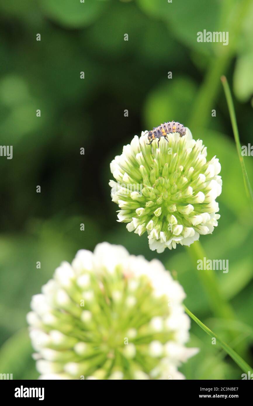 Vertikale Aufnahme einer Biene, die auf einem weißen holländer sitzt Kleeblatt Stockfoto