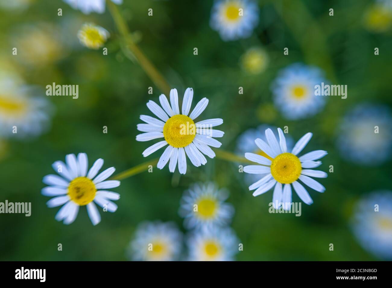 Gänseblümchen auf dem Feld. Draufsicht auf Kamille. Kamille Feld Blumen Rand. Wunderschöne Naturlandschaft Stockfoto