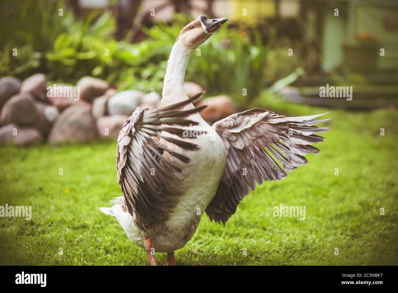 Eine schöne graue Gans breitet ihre breiten Flügel aus und versucht, auf einer grünen Wiese auf einem Bauernhof abzuheben. Geflügel. Stockfoto