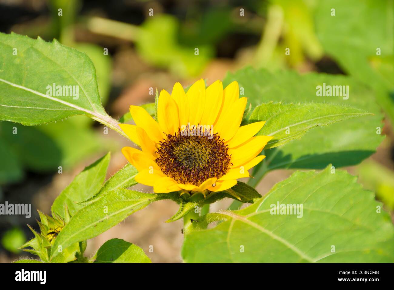 Sonnenblume natürliche Hintergrund, Sonnenblumen blühen, Sonnenblumenöl verbessert die Gesundheit der Haut und die Zellregeneration fördern. Stockfoto